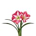 Amaryllis Monte Carlo - 1 bulb - 30/32 cm