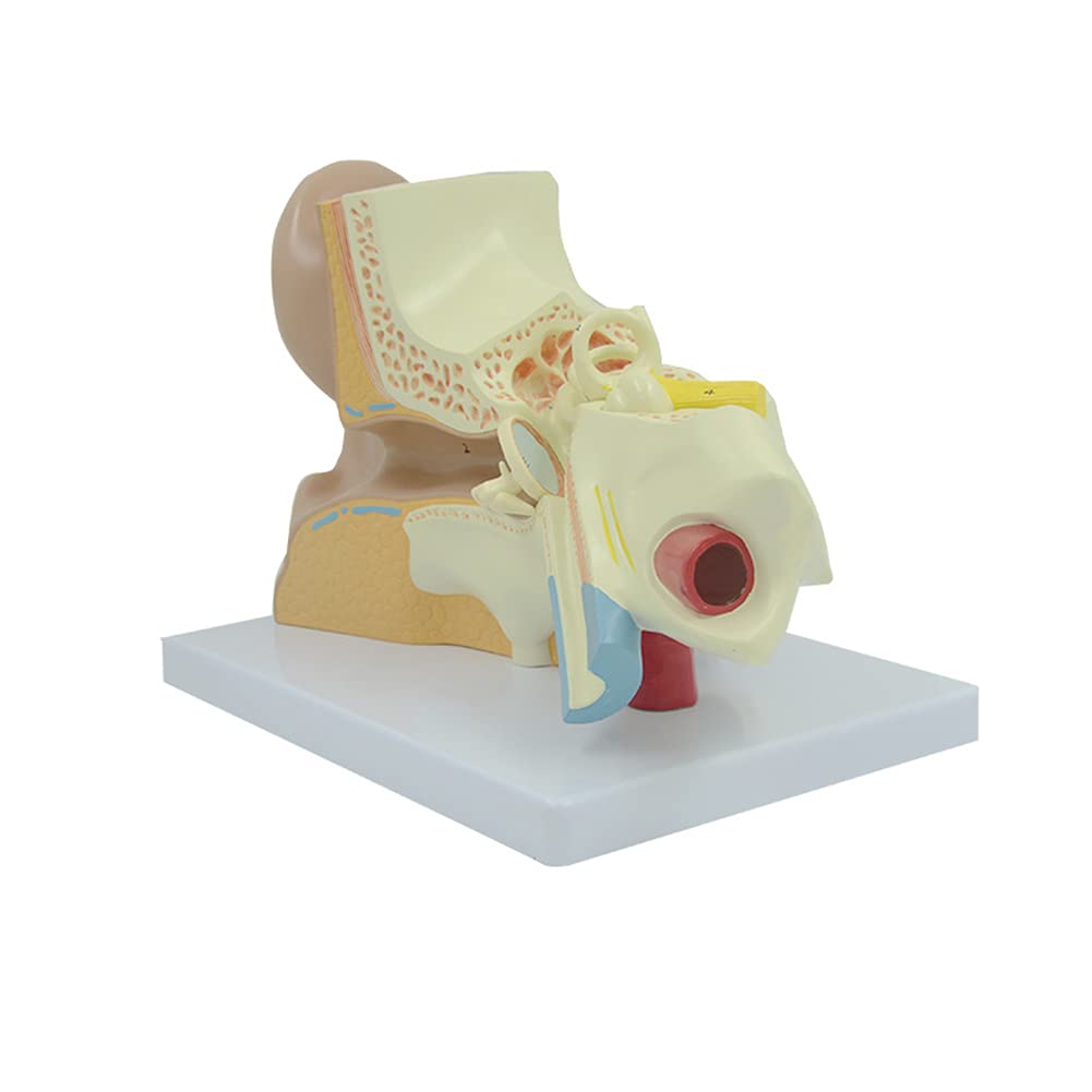 Model Anatomii Ucha Ludzkiego, Profesjonalny Stacjonarny Model Symulacji Stawu Słuchowego, Materiały Dydaktyczne, Narzędzie Do Nauki, Montaż Modelu Edukacyjnego