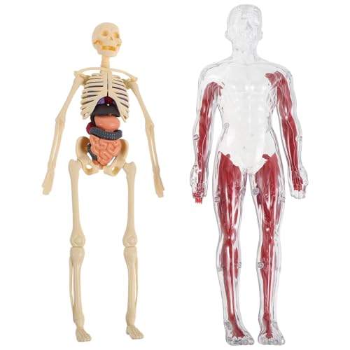 Modèle transparent avec squelette et organes Veemoon pour cours de science interactif