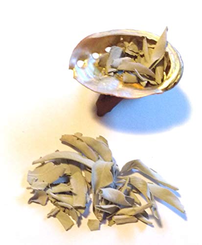 Set di Mini Abalone (5-8 cm) con piedistallo in legno Cobra, dimensioni: 5 cm perfetto e intagliato da un unico pezzo di legno + un sacchetto di salvia bianca da 10 gr