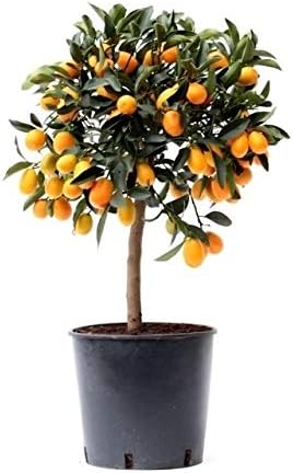 Kumquat Tree | Orange Tree Plant | Fruit Tree | houseplant | Height 75cm | Pot 22cm | Potted Citrus Tree