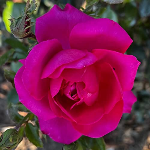 'My Dad' Potted Rose - Beautiful Dark Pink Blooms - Lovely Gift Idea - 4 Litre Pot