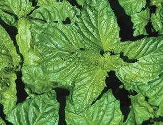 Albahaca Napoletano Ocimum basilicum 1,000 Semillas