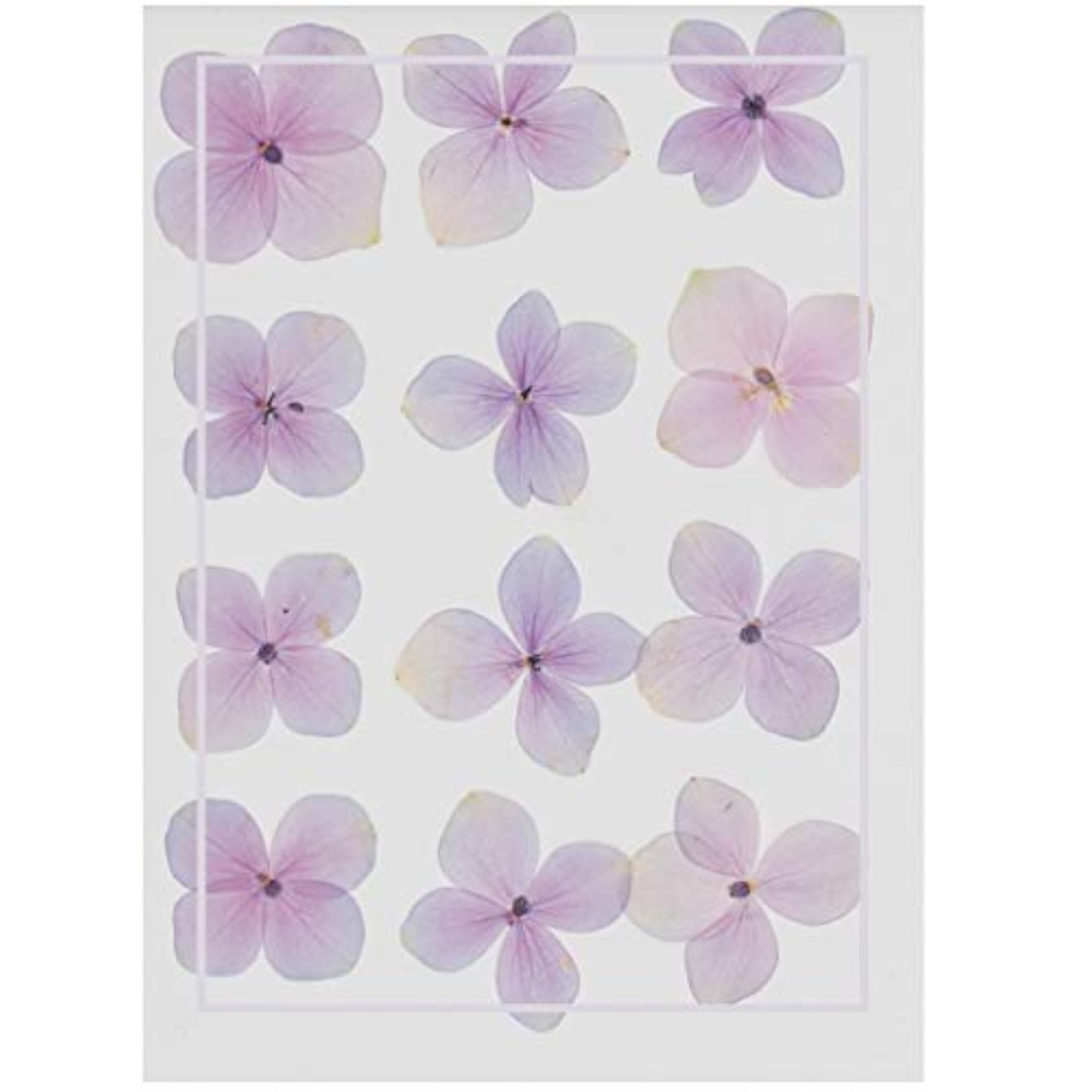 Pressed Hydrangea Flower Natural Real Dried Supply