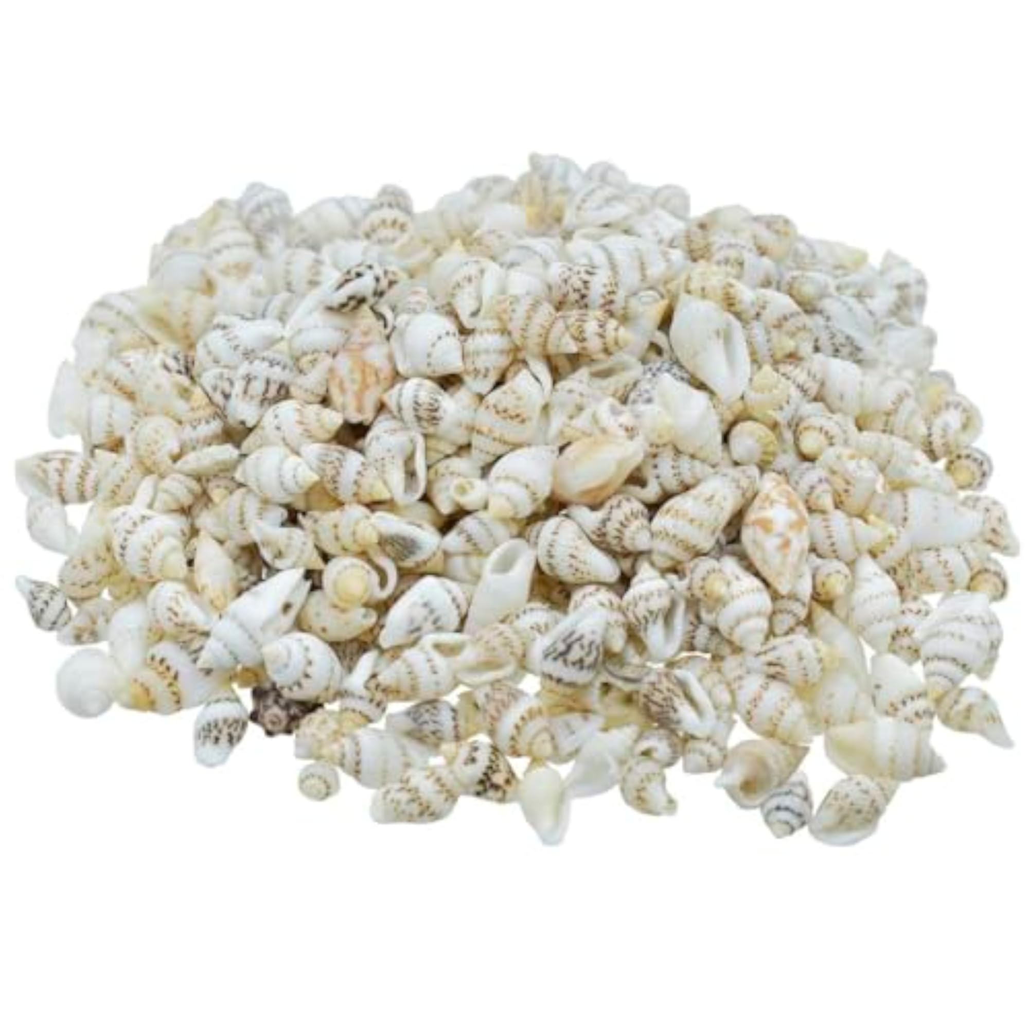 Aadyacrafts Natural Decorative Seashells Mix