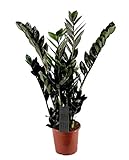 Scharze Glücksfeder, (Zamioculcas zamiifolia), Sorte: Super Nova, Zamie, Zamia Farn, Zamia Palme, pflegeleichte Zimmerpflanze (im 17cm Topf. ca. 75cm hoch)