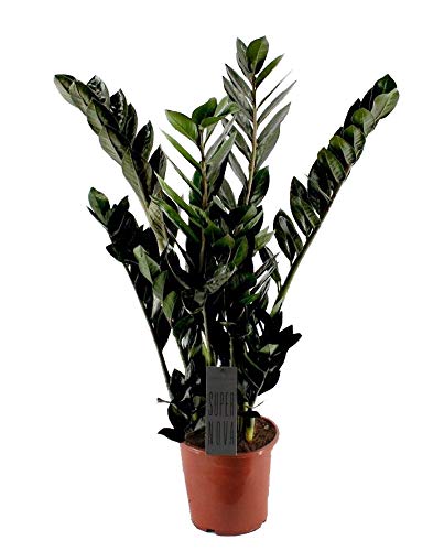 Scharze Glücksfeder, (Zamioculcas zamiifolia), Sorte: Super Nova, Zamie, Zamia Farn, Zamia Palme,...