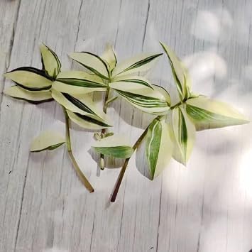No Root Plant cuttings from USKC 3pc Tradescantia fluminensis variegata no Root cuttings