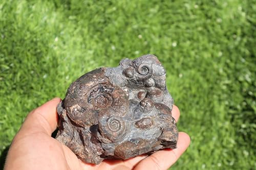 Image of Ammonite Natural Platyclymenia & Goniatites Plate Fossil from Morocco Rare Fossil A48