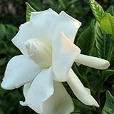 CAPE JASMINE GARDENIA JASMINOIDES fragrant 20 seeds