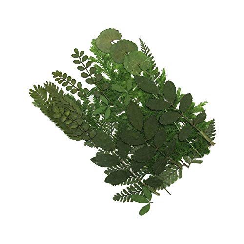 Assorted Colorful Daisies Leaves Hydrangeas Real Dried Pressed Flowers for Nail Resin Making Art Craft