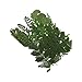 Assorted Colorful Daisies Leaves Hydrangeas Real Dried Pressed Flowers for Nail Resin Making Art Craft