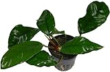 Wasserpflanzen 5 Töpfe Anubias barteri \'coffeefolia\', Aquarienpflanzen