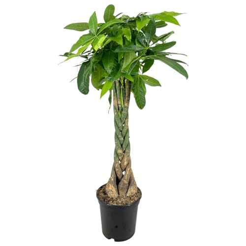 PACHIRA ACQUATICA albero dei soldi TRONCO INTRECCIATO interno vaso24 H100CM FOTO REALE AMDGarden