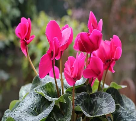 100 graines de fleurs de cyclamen