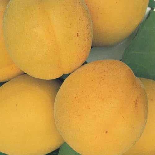 PIANTA DA FRUTTO ALBICOCCA BOCCUCCIA in vaso 24 età 3/4 anni (foto reali)