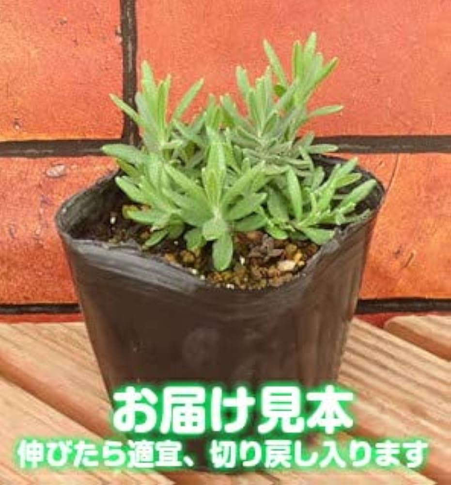 Amazon.co.jp: 宿根草 ハーブ イングリッシュ ラベンダー ほのか 1株