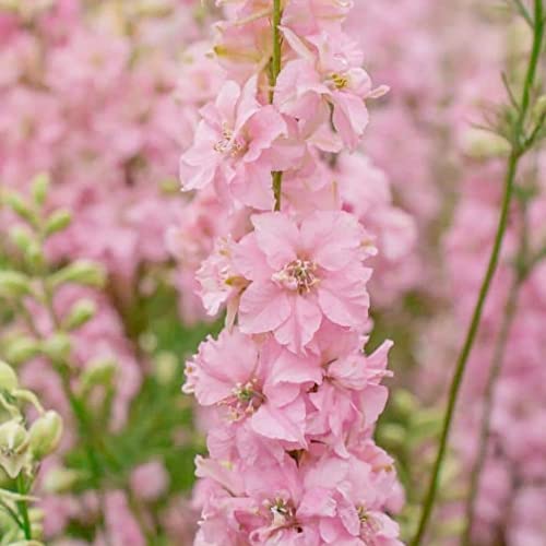 Pink Delphinium Seeds Perennial Cut Flowers Attracts Hummingbirds & Butterflies Deer & Rabbit Resistant Bed Border Outdoor Cutting Garden 50Pcs Flower Seeds By Yegaol Garden #TOP4