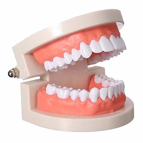 Mike-Dental ABS Zahnmodell Zahnfurnier Praxis Dental Teaching Lernen Cover