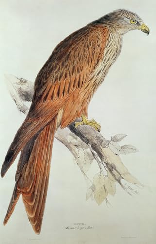 Affiche Cerf-volant d'Edward Lear Poster d'Art Mural Haut de Gamme 60x90cm