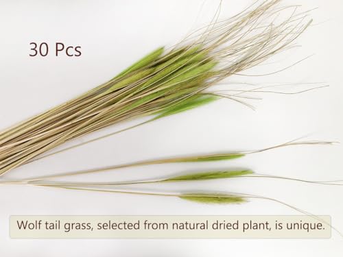 Dried Wolf Tails Grass Natural Bunny Tail Grass Lagurus Ovatus miniatura 5