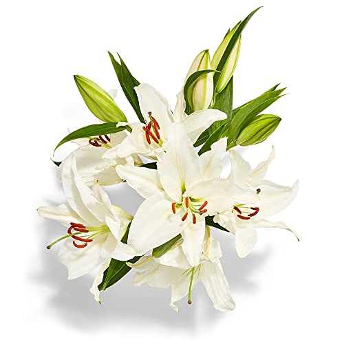Designers Choice Floral Assorted Oriental Lily Bunch 3 Stem
