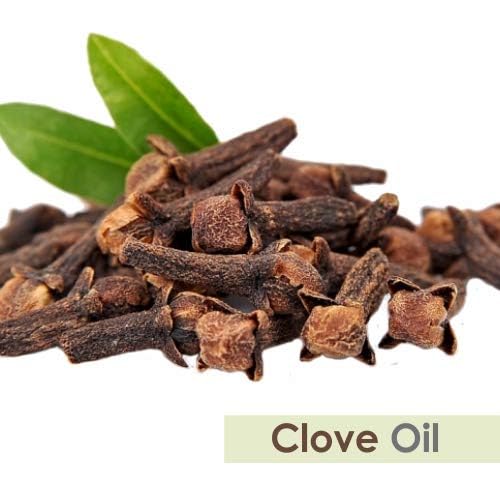 Image of Crysalis Clove Bud Oil 30 ml (1.01 fl oz) - High Eugenol Steam Distilled Oil for Oral Care Preparations, Warming Blends & Soap Making