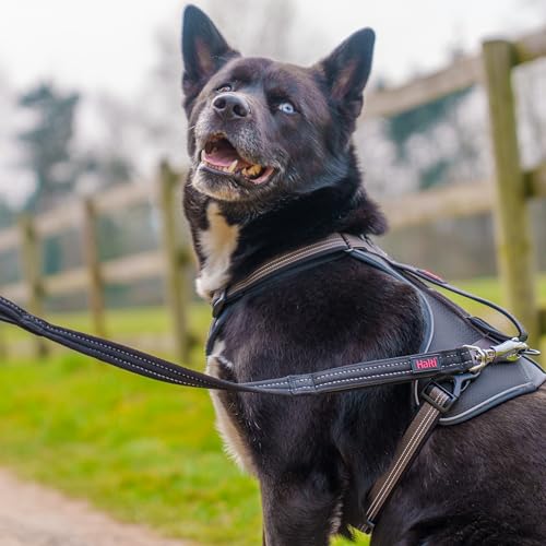 Halti BRIG Sicherheitsleine - Farbcodierte Hundeleine mit Ultrastarker Karabiner, Reflektierend, Gepolsterter Griff & D-Ring. Designt für Große Hunde (Schwarz, 1,5m Lang)