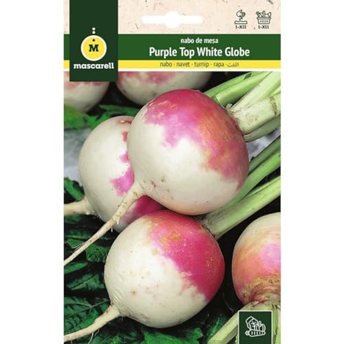 Mascarell Semillas, NABO, Semillas Huerto, NABO PURPLE TOP WHITE GLOBE, Crea tu Propio Huerto Urbano y Cultivo en Casa, Plantas Hortícolas, 12 Gramos
