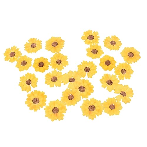PLAFOPE 48 flores secas margaritas para manualidades miniatura 1