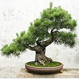 Cinque foglie Pino semi in vaso paesaggio giapponese Cinque ago di pino bonsai miniascape semi 20 semi/pacchetto
