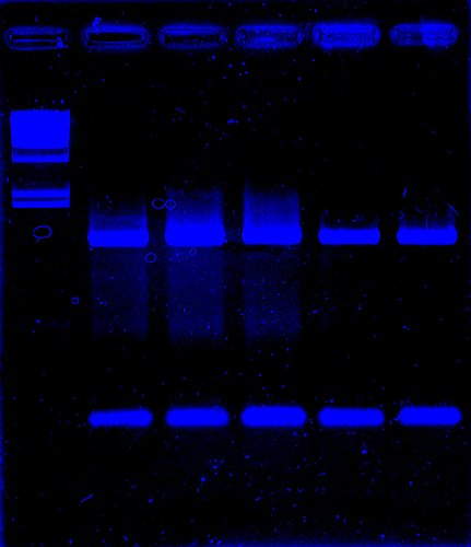 (Case of 6) Halco 81075 PAR36WFL6/827/IP67/LED