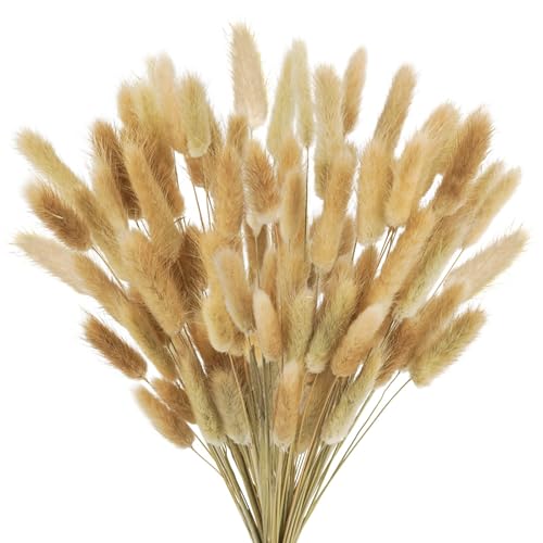 Pampas Grass Large Bunny Tails Flores Secas 100PCS miniatura 1