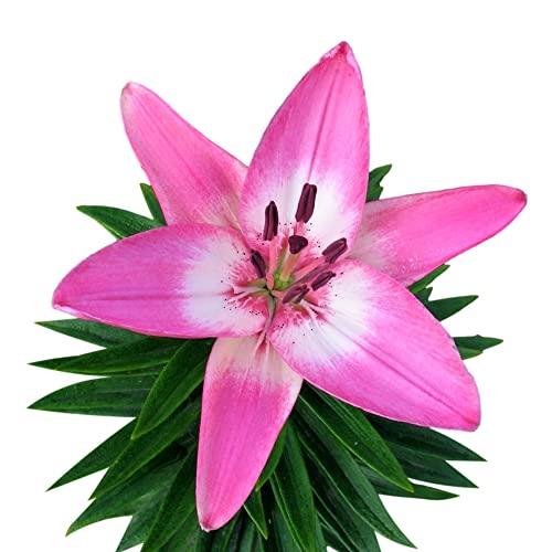 Easy to Grow Lilium Asiatic Lily 'Arbatax' Plant Bulbs (3 Pack) - Pink & White Flowering Blooms in...