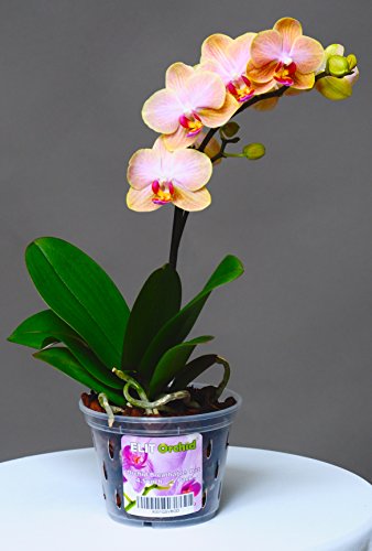 Orchideeënpotten met gaten Cymbidium Phalaenopsis Orchidee Pot Indoor Clear Plastic Vanda Plantenpotten Set (5,5 inch… - Afbeelding 7