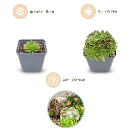 Green boutiQ - 12x Alpine mix - Mélange alpin - Divers - Vivace - Ø7cm - 10-12cm – vue 3