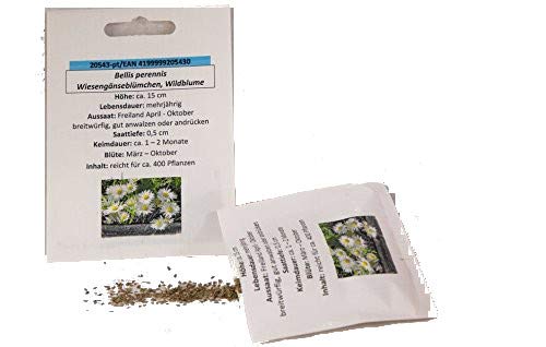 Wiesengänseblümchen Wildblume Bellis mehrjährig Gäseblümchen weiß Samen Sattgut für ca. 400 Pfl. Wiese