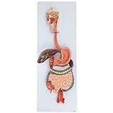 Axis Scientific Human Digestive System Model | Half Life-Size Digestive System Displays Opened Organs | Includes GI-Tract and Colon | Includes Product Manual