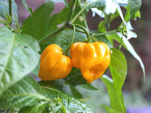 5pcs Yellow Skinned Manzano Chilli Pepper Rocoto Locoto vegitable Seeds