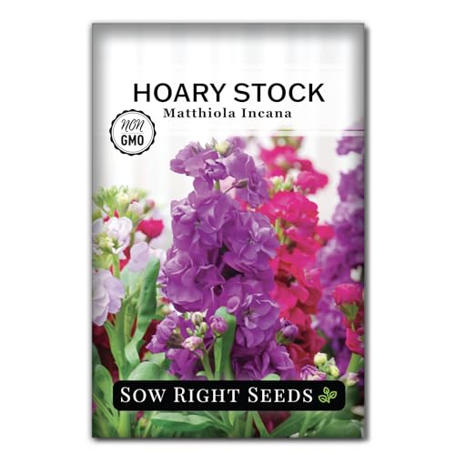 Sow Right Seeds - Hoary Dwarf Mix Stock Seeds for Planting - Non-GMO Heirloom Packet with Instructions to Plant an Outdoor Cottage Garden - Sweet Scented Double Flowers for Patios & Containers (1)