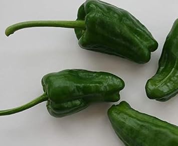 JustSeed Vegetable Chilli Pepper Padron Seeds, 15 Seed