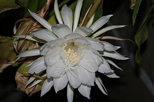 Orchid Cactus Epiphyllum Oxypetalum (White) One Pc Leaf Cutting, F1680 #TOP1