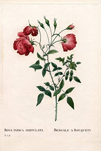 Tableau Bengale à Bouquets de Roses pour Décoration Chambre Romantique 60x90cm