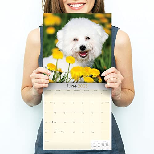 2022 2023 Bichon Frise Calendar - Dog Breed Monthly Wall Calendar - 12 X 24 Open - Thick No-Bleed Paper - Giftable - Academic Teacher's Planner Calendar Organizing & Planning - Made In Usa #TOP4