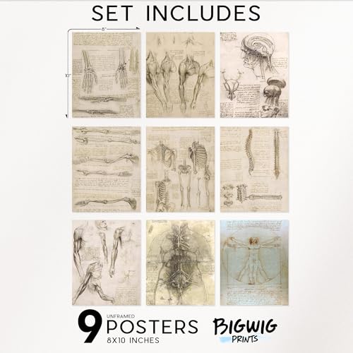 Bigwig Prints Da Vinci Human Anatomy Poster - Leonardo Da Vinci Prints, Vintage Anatomy Poster, Gothic Wall Art thumb #1