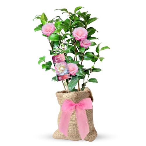 Carbeth Plants Magic Mum Pink Camellia Bush Plant - A Thoughtful Mother's Day and Birthday Gift Wrapped Present for Mum - Gardening Gifts for Women - Outdoor and Indoor Plants for Home Grown