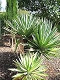 New Fresh 40pcs Yucca Gloriosa Tree Seeds Generic