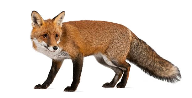 Solar-Schreck für Wildtiere mit 3 Geräuschen, Wildschweine, Füchse, Wölfe, für Durchgangsbereiche von Tieren, Bewegungssensor