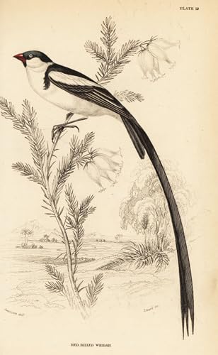Cartel del lienzo de Pin Tailed Whydah por William Home Lizars, 60x90cm