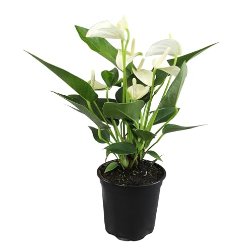 Comparison: Best Pot For Anthurium 5 White Anthurium Live Plant (Approx. 11-14" Tall), Real Flowers/Unique House Plants in 4" Nursery Pot, Floral Desk Plant, Air Purifying Plants & Cool Gifts for Plant Lovers by Plants for Pets